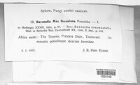 Ravenelia macowaniana image